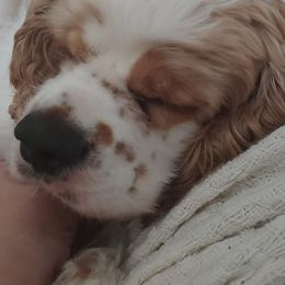 Cocker Spaniels from Debbie's Cocker Spaniels