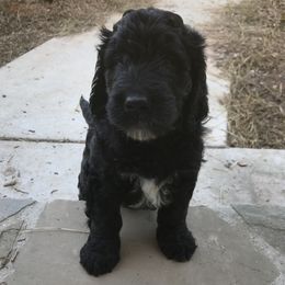 Goldendoodles from Miss Nancy’s Goldendoodles