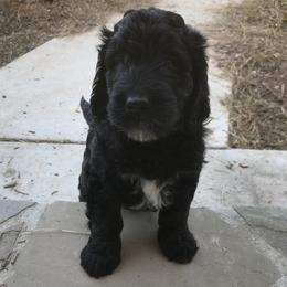 Goldendoodles from Miss Nancy’s Goldendoodles