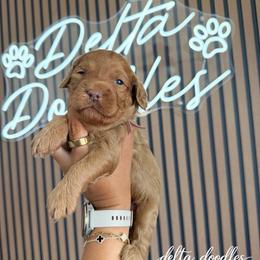 Female 2 - Red female Bernedoodle puppy in Clovis, California from Delta Doodless