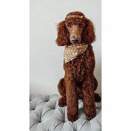 Goldendoodle Puppies from Garside Doodles