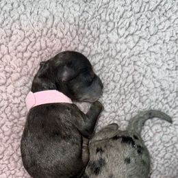 Aussiedoodle, Goldendoodle, and Poodle Puppies from Kay Kay’s Poodles & Doodles