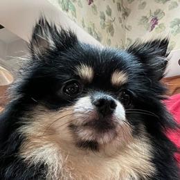 Elphaba aka Elphie - Pomeranian