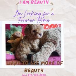 Beauty - Brown female Cavapoo puppy in Houston, Texas from PoodleswithLove