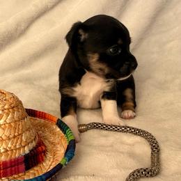 Salem - Black and tan male Chihuahua puppy in Seneca, Missouri from Stephanie’s Puppy Colony
