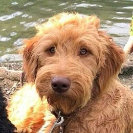 Rhett - Goldendoodle