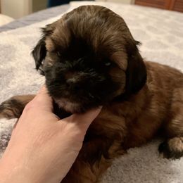 Shih Tzus from Christina’s Puppy Utopia