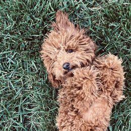 Poodles from Patriot Red Poodles
