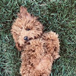 Poodles from Patriot Red Poodles