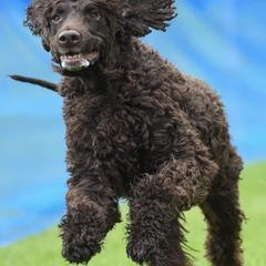 Irish Water Spaniels and Manchester Terriers from Coltsfoot