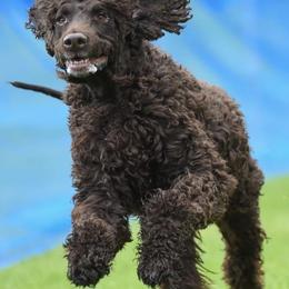 Irish Water Spaniels and Manchester Terriers from Coltsfoot