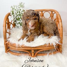 Johnson - Merle male Goldendoodle puppy in from Pink Poodles and Doodles