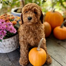 Dolly (Purple) - Red  female Goldendoodle puppy in Rocklin, California from FurEver Yours Goldendoodles