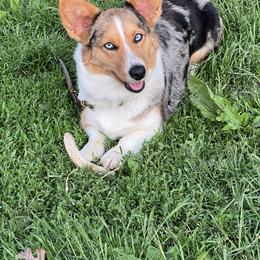 Luna - Cardigan Welsh Corgi