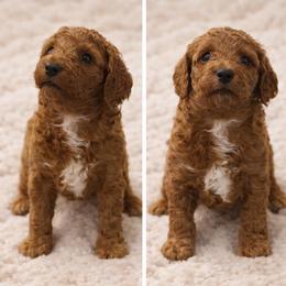 Girl 1 - Red  female Goldendoodle puppy in Richmond, Texas from Harper’s Heartbeats