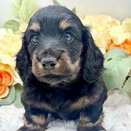 Farron - Black and cream male Dachshund puppy in Exeter, California from Sawtooth Miniature Dachshunds