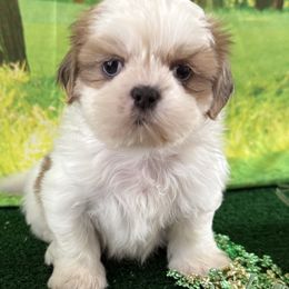 Shih Tzus from Purely Shih Tzu