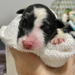 Cara - Border Collie puppy in Powhatan, Virginia from Kiltedcollies