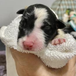 Cara - Border Collie puppy in Powhatan, Virginia from Kiltedcollies