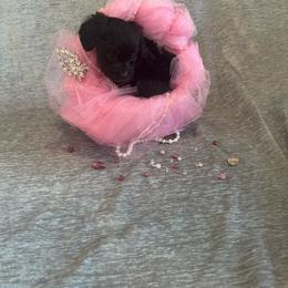 Raven - Black and white female Cavapoo puppy in Lafayette, Oregon from Wine Country Cavapoos