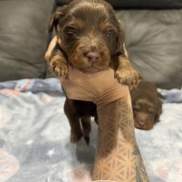 Dachshund Puppies from Camden Line Dachshunds
