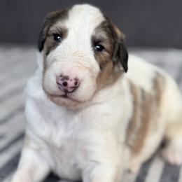 Boy 4 - male Borzoi puppy in Texas from Houston Borzoi