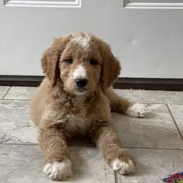 Nicholas - Red  male Goldendoodle puppy in Sugarcreek, Ohio from True Hearted Doodles