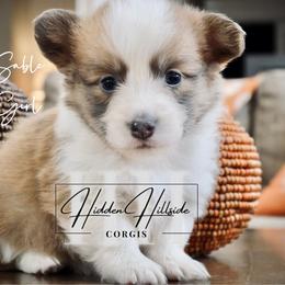 Bluie Sable Fluff Girl Tail - Blue female Pembroke Welsh Corgi puppy in Locust Grove, Oklahoma from Hidden Hillsides Corgis