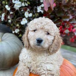 Aussiedoodles, Bernedoodles, Goldendoodles, and Poodles from Flat Rock Doodles LLC