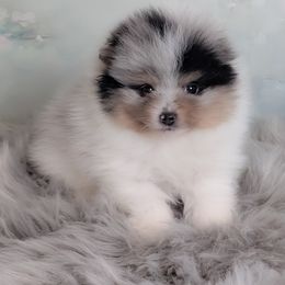 Australian Shepherd and Pomeranian Puppies from Sandy Aussies & Pomeranians