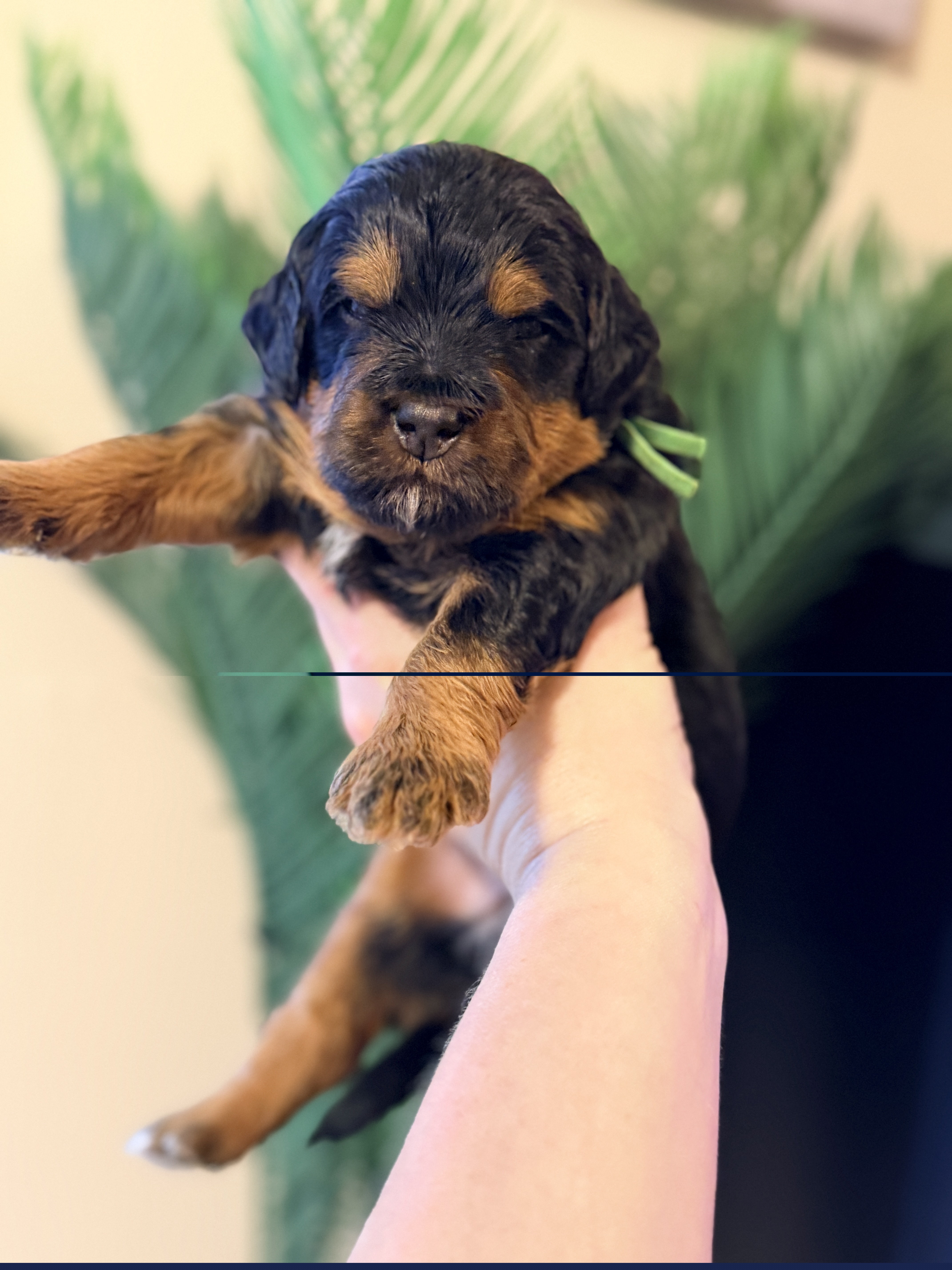 Ice Cream - Green - Phantom male Bernedoodle puppy in Charleston, South Carolina from Palm Belle Doodles