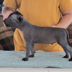 Typhoon - Black male Xoloitzcuintli puppy in Felts Mills, New York from Solstice Xolos