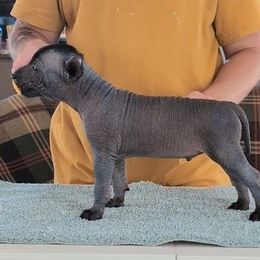 Typhoon - Black male Xoloitzcuintli puppy in Felts Mills, New York from Solstice Xolos
