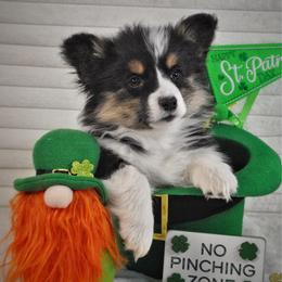 Pip - Black and tan female Pembroke Welsh Corgi puppy in Hotchkiss, Colorado from Grand Mesa Corgis