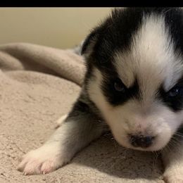 Pomskies from Great Lakes Pomskies