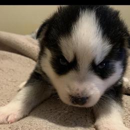 Pomskies from Great Lakes Pomskies