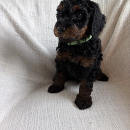 Pickles - Phantom male Goldendoodle puppy in South Jordan, Utah from Daybreak Doodles
