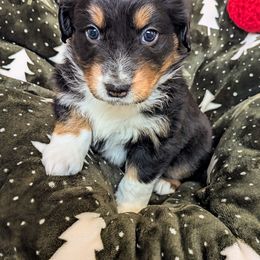 Emily - Black tri-color female Australian Shepherd puppy in Roy, Utah from Sage House Pups