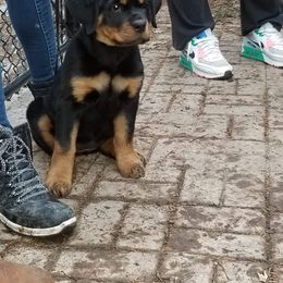 Rottweiler Puppies from Rose Red Rottweilers