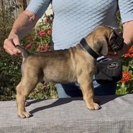 Boy 3 - Fawn male Cane Corso puppy in Dayton, Oregon from BlackStar Cane Corso