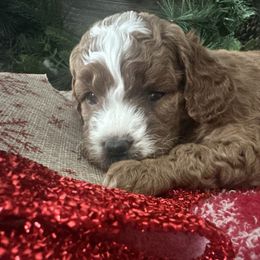 Nicholas - Red male Cavapoo puppy in Camden, Michigan from FurEver Friends Finder