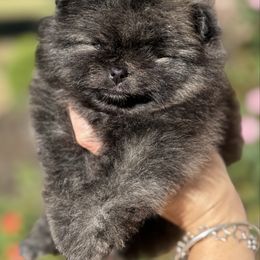 Itty-Bitty - Black and brindle female Pomeranian puppy in Kilgore, Texas from 5 Star Poms