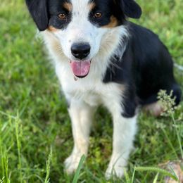 Molly - Australian Shepherd