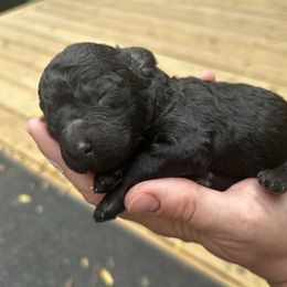 Tike - Black male Goldendoodle puppy in Jackson, Michigan from Surrey Lane Doodles