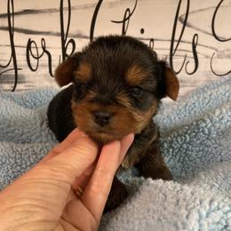 Yorkshire Terrier puppies from York Girl’s Pups