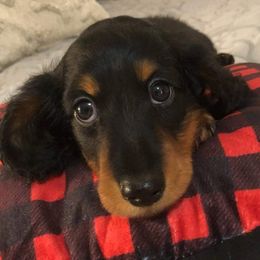 Dachshund Puppies from Weenie Wonders Hounds