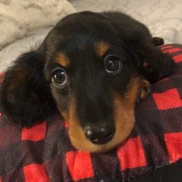Dachshund Puppies from Weenie Wonders Hounds