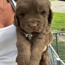 John Denver - Brown male Newfoundland puppy in Buhl, Idaho from Blue Heart Kennel