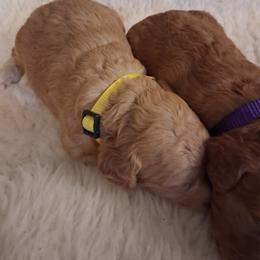 Yellow Collar Girl - Apricot female Poodle puppy in Hogansville, Georgia from Grace Colt Farms