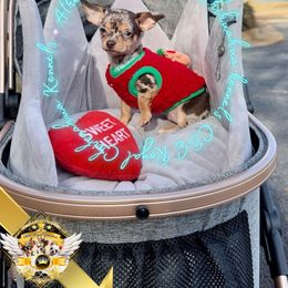 Athena - Merle female Chihuahua puppy in Athens, Georgia from C&E Royal Chihuahua